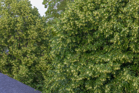 Daytime Aerial View of Green Trees linden tree