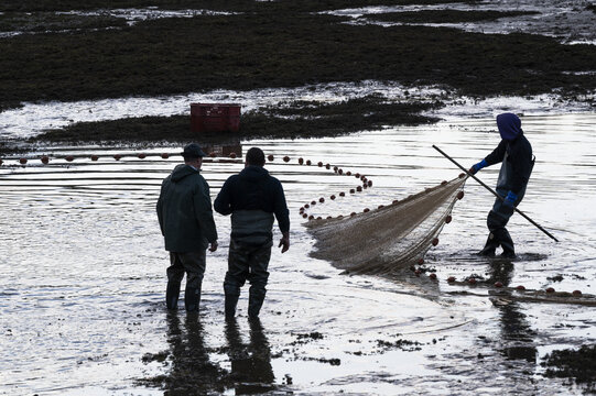 Pond fishing in the Dombes region in France