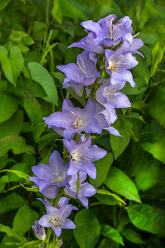 bellflowers Purple Flowers Growing in a Green Garden Field