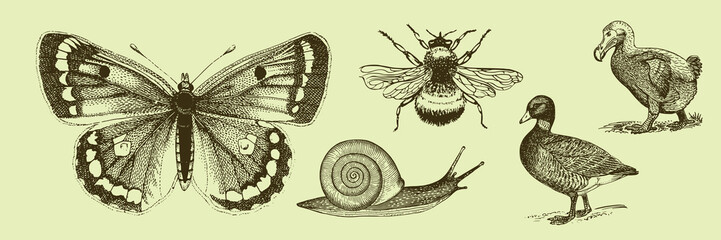 Vintage vector illustration of a butterfly, bee, snail, duck, and dodo bird on beige. © Rawpixel.com