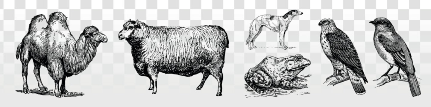 Black and white vector sketch of camel, sheep, frog, and two birds on transparent background.