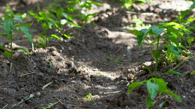 agriculture field sprinkling system at field
