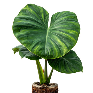 Tropical Elephant Ear Plant with Exposed Corm Base, Botanical Specimen View, Isolated on Transparent Background