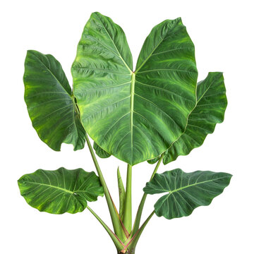 Tropical Elephant Ear Plant with Exposed Corm Base, Botanical Specimen View, Isolated on Transparent Background