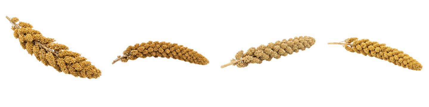 Foxtail Millet Ear Sprigs Isolated on White Background, Yellow Setaria Italica Grain Pods Collection, Raw Bird Food and Agricultural Cereal Plant Objects Stock Photo
