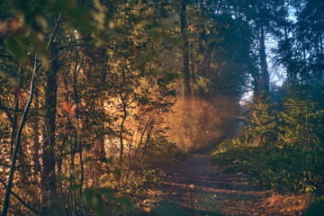 Obraz premium A winding dirt trail leads through a dense stand of trees bathed in warm golden sunlight filtering through autumn foliage. Low undergrowth and scattered