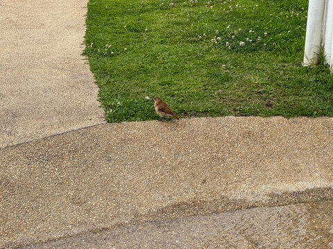 Brazil, Paran&aacute; - 2023, August:  Rufous Hornero bird