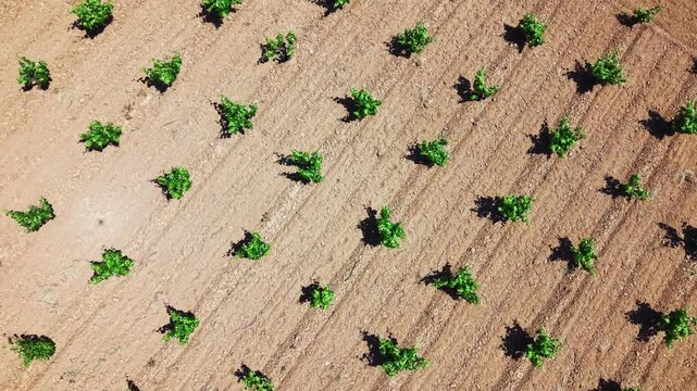 Top down aerial pattern of vineyard plantation and soil.