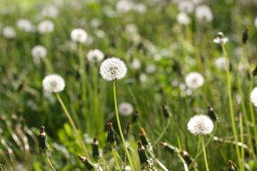 Field of dandelion seed heads glowing in warm sunlight across a green meadow. Field of dandelions. White seeds of dandelion in spring. Fluffy white spherical head. Taraxacum officinale plant © dlinnaya