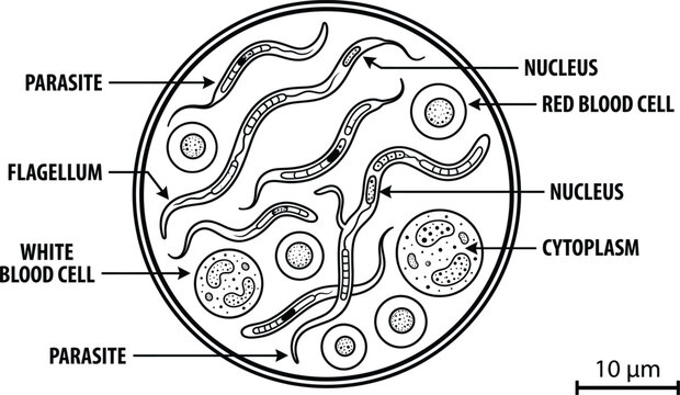 Diagram of a white blood cell with parasites and flagellum