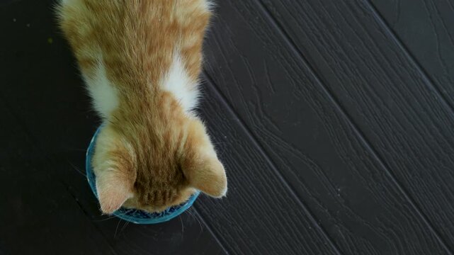 mammal street cat feeding at garden