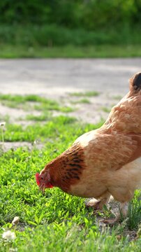 The chicken grazes the green grass