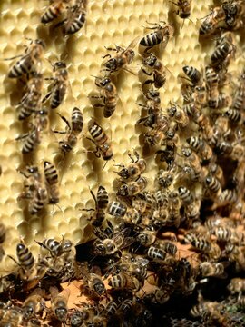 Cluster of honey bees on a honeycomb frame. Bees densely packed together on wax cells, working, resting, or protecting the hive. Natural beekeeping scene showing social insect behavior and colony 