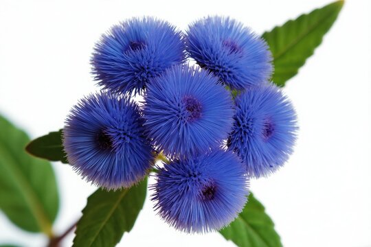 Cluster of fluffy blue ageratum flowers with green leaves against a plain white background. These bright blossoms are perfect for floral design.