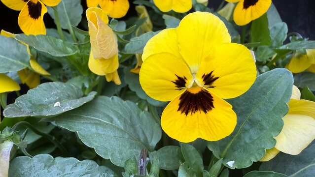 Flor de Amor perfeito de jardim amarela, viola x wittrockiana