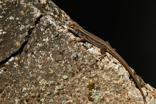 Brown lizard with stripes rests on rough grey rock surface in daylight. Lichen grows on stone. Small reptile basks. Wild animal scene outdoors. Natural habitat background.