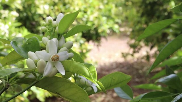 Tripod shot of orange tree branches covered with blossoms, buds and green leaves gently moving in the breeze. A sunlit orchard row in the background evokes spring citrus flowering and neroli fragrance