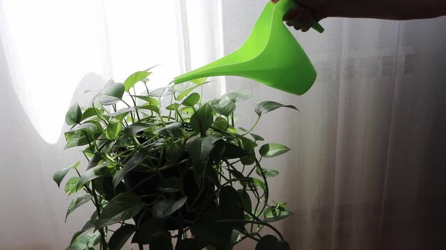 Woman watering variegated epipremnum or scindapsus houseplant in bright sunlight near a translucent curtain. Cozy indoor scene with sparkling reflections and fresh green foliage.