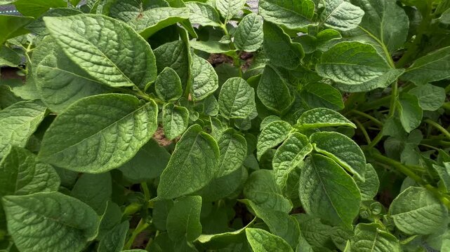 Young potato seedlings planted and growing in a garden bed. Fresh green sprouts emerging from the soil. Organic farming and vegetable gardening concept. Spring agriculture