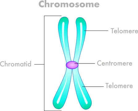 Chromosome structure anatomy. Telomere, centromere, sister chromatids duplicated, diagram.  Homologous pair, centromere. Blue, green, turquoise,  flat human draw. Biology, genetic illustration vector