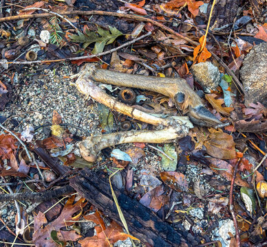 The Mill Creel Valley along the San Andras Fault looking at a Mountain Lion Kill lion kill with the full leg and bone on display.