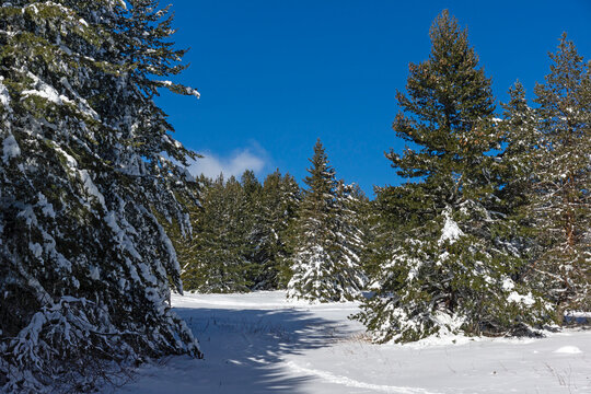 Landscape of Vitosha Mountain, Bulgaria