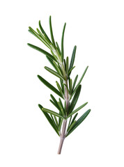 Obraz premium Isolated vibrant green rosemary sprig essential culinary herb ingredient for gourmet cooking