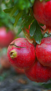 Ripe cracked pomegranates hanging on tree branch in autumn orchard