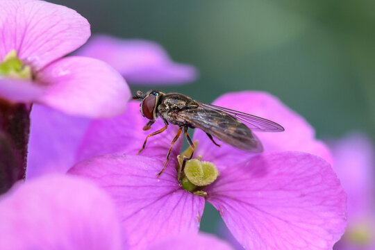 Hoverfly Resting on Pink Spring Blossom