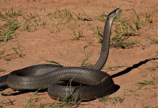 Black mamba (Dendroaspis polylepis), KwaZulu-Natal, South Africa