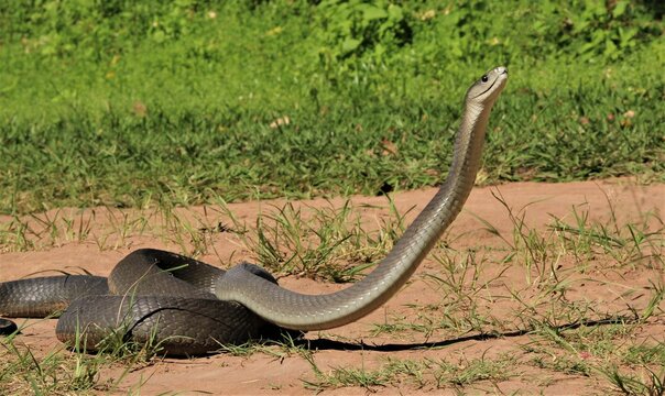 Black mamba (Dendroaspis polylepis), KwaZulu-Natal, South Africa