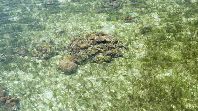 Crystal Clear Shallow Water Revealing seaweed and coral rocks &ndash; 4K Stock Video