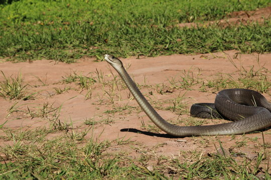 Black mamba (Dendroaspis polylepis), KwaZulu-Natal, South Africa