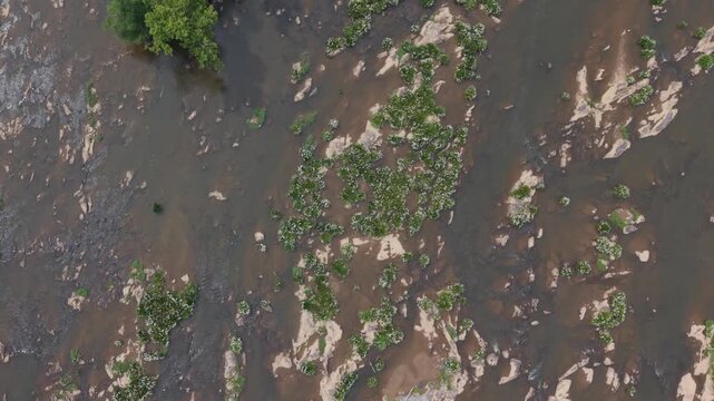 Top down push over Rocky Shoal Spider Lilies in bloom on the Catawba River in South Carolina, USA