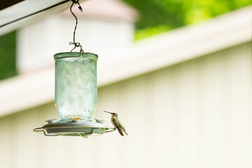 Fototapeta premium Female, Ruby-throated hummingbird sitting on the perch ring of a blue, glass feeder