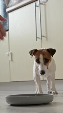 The owner feeds her Jack Russell Terrier dry food from a slow-feed bowl.