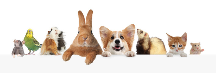 Parrot and other pets peeking out on white background, banner design