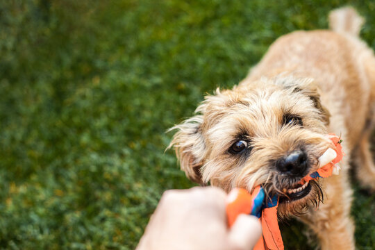 Border terrier playing tug of war with human and rope toy on grass
