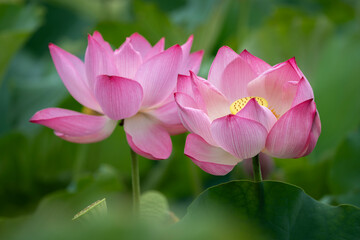 Obraz premium Pink lotus flowers in Huu Lien Commune, Lang Son Province, Vietnam — the national flower of Vietnam