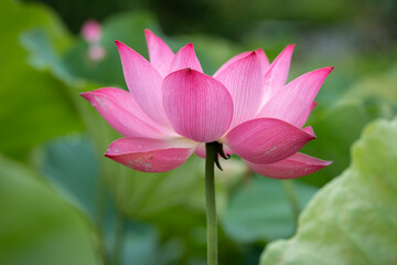 Obraz premium Pink lotus flowers in Huu Lien Commune, Lang Son Province, Vietnam — the national flower of Vietnam
