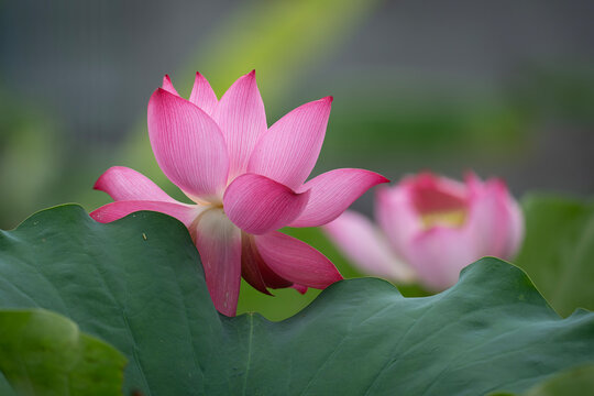 Pink lotus flowers in Huu Lien Commune, Lang Son Province, Vietnam &mdash; the national flower of Vietnam