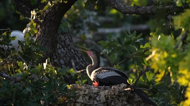 The little anhinga baby asking to feed 
