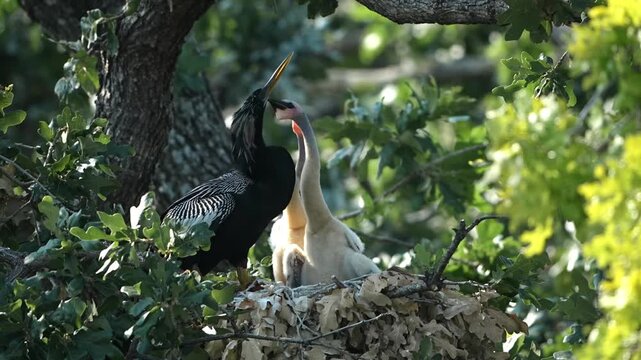The little anhinga baby asking Daddy to feed 