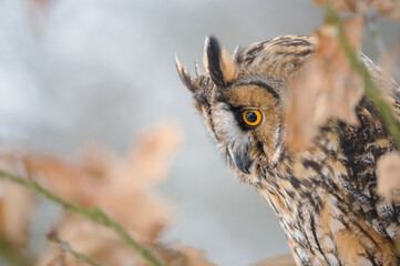 Fototapeta premium Close-Up Of A Long-Eared Owl Perched In Autumn Forest Among Brown Leaves