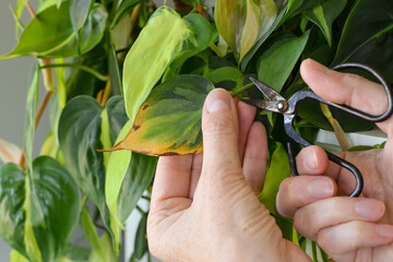 Close up of a persons hands pruning a yellowing leaf from a Philodendron Brasil houseplant, demonstrating indoor plant care and routine maintenance © Julia