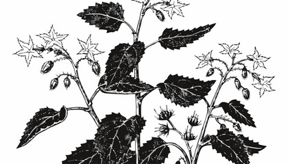Naklejka premium Very beautiful black-and-white engraved vector illustration of a borage flower, featuring star-shaped blossoms, textured medicinal leaves, wild meadow details, and elegant botanical engraving work, is