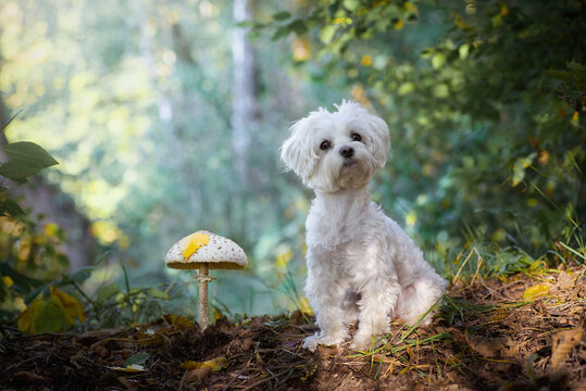 Maltese dog sits near a big white mashroom in the forest 