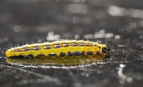 A macro close-up of a green caterpillar  reflecting off a wet glass table