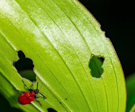scarlet lily beetle, red lily beetle, or lily leaf beetle on a green plant eating the leaf - pest invasive 