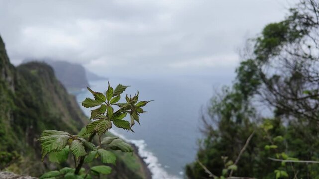Static shot of dramatic ocean cliffs along Vereda do Larano trail in Madeira